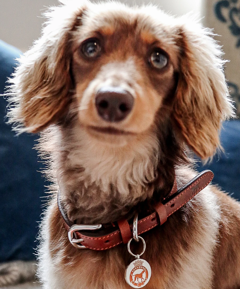 Goodwoof Dog Tag Silver - Image 3